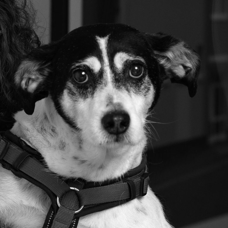 Schwarz-weißer Hund mit großen Augen und Ohr, das leicht nach außen steht.